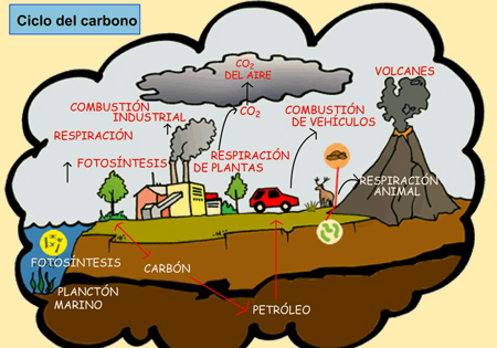 Ciclo del Dióxido de Carbono.