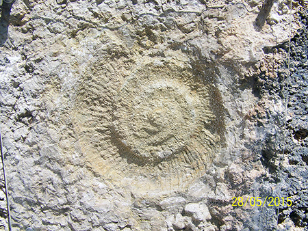 A fossilized ammonites from the Cretaceous sedimentary possibly Tethys Sea bottom.